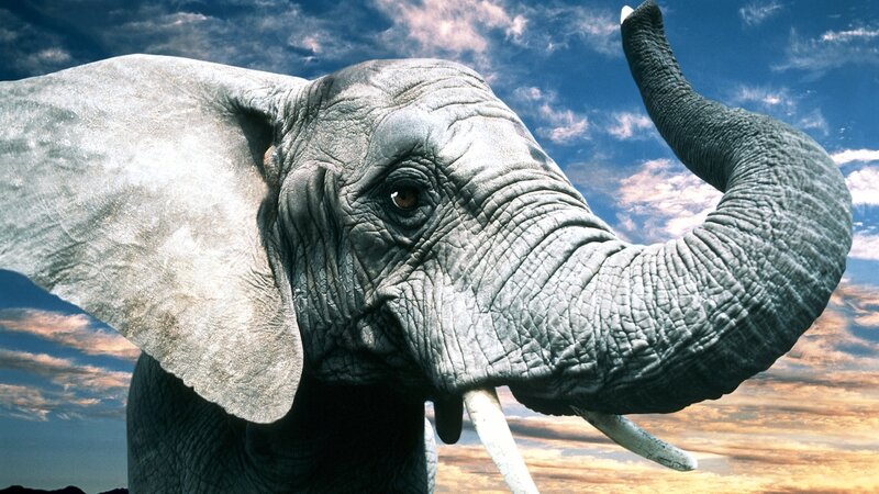 Elephant with Raised Trunk — Blue