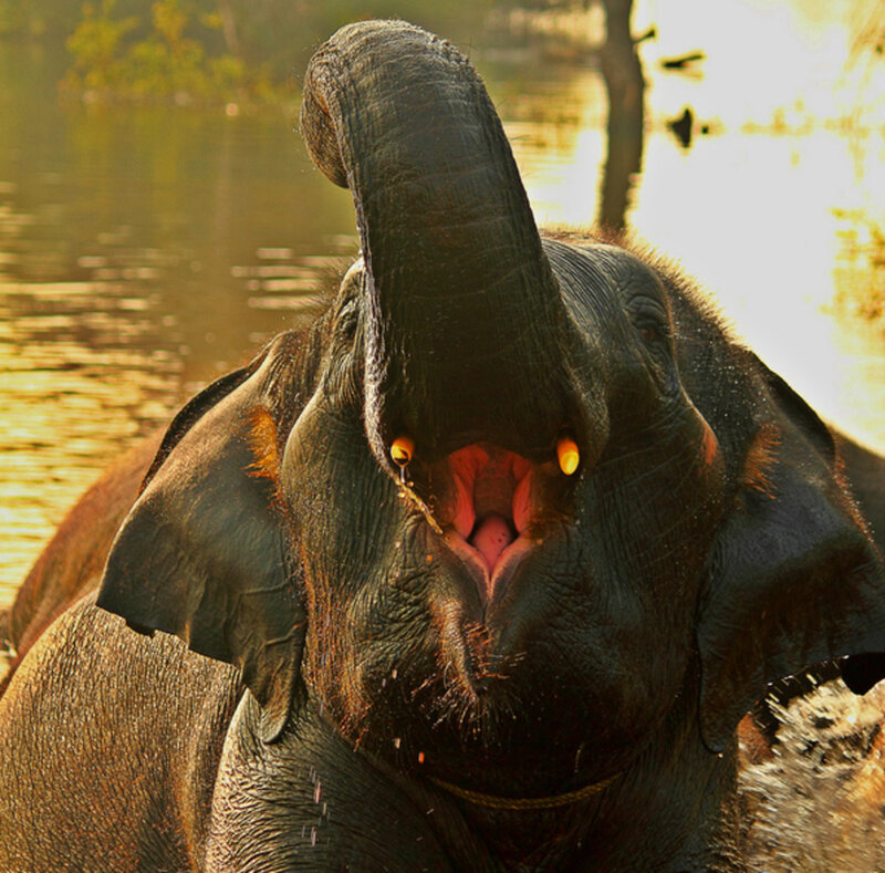 Elephant with Raised Trunk — Brown