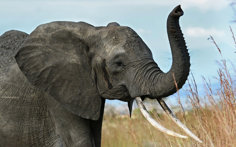 elephant with raised trunk