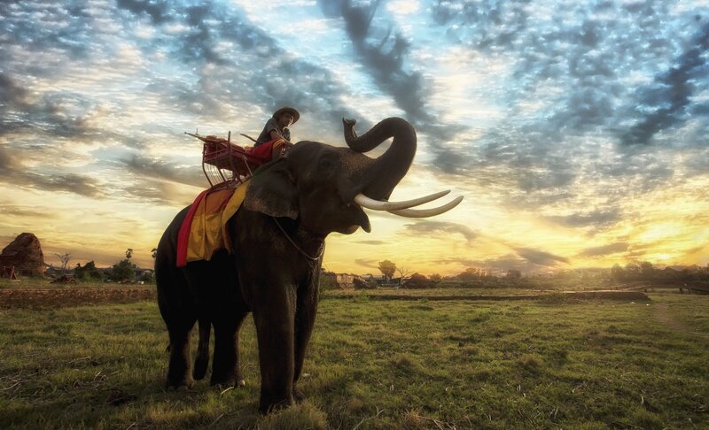 Elephant with Rider — Blue