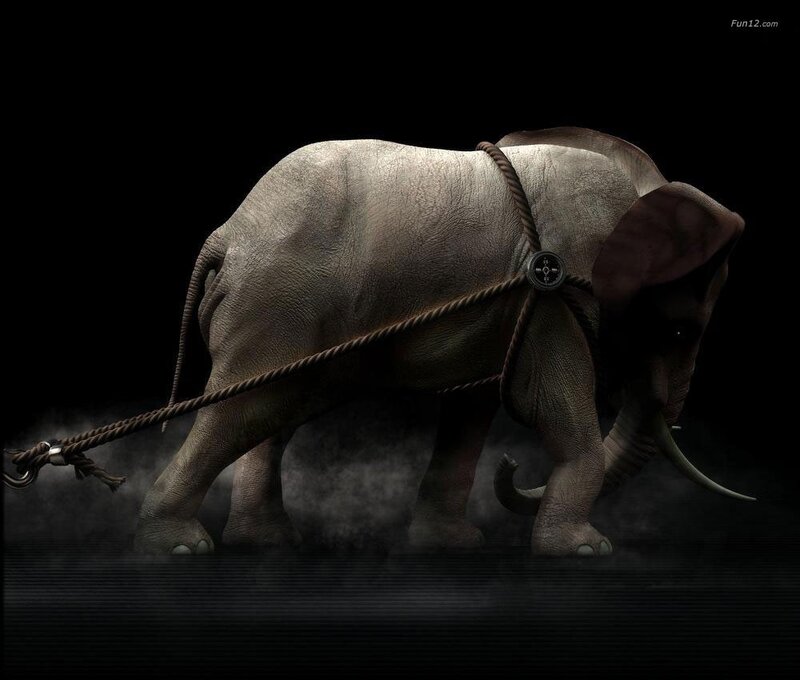Elephant with Rope Harness