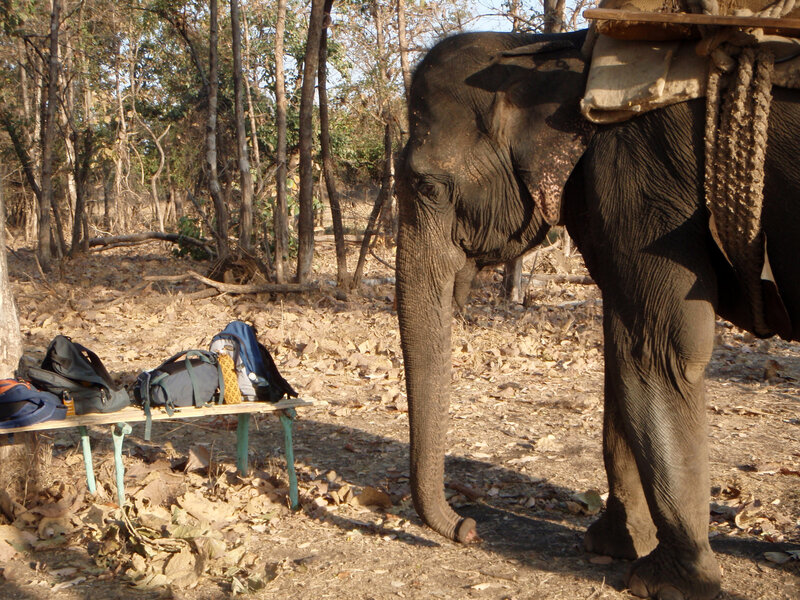 Elephant with Saddle