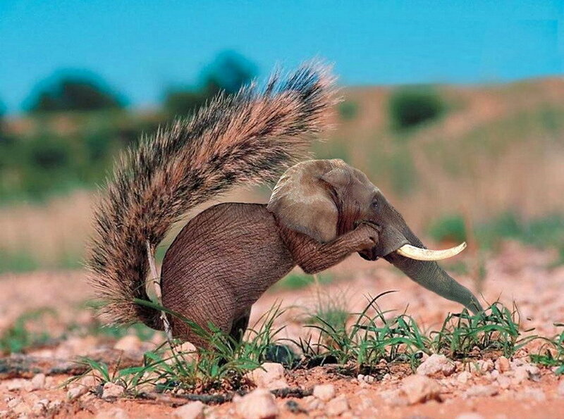 elephant with squirrel tail