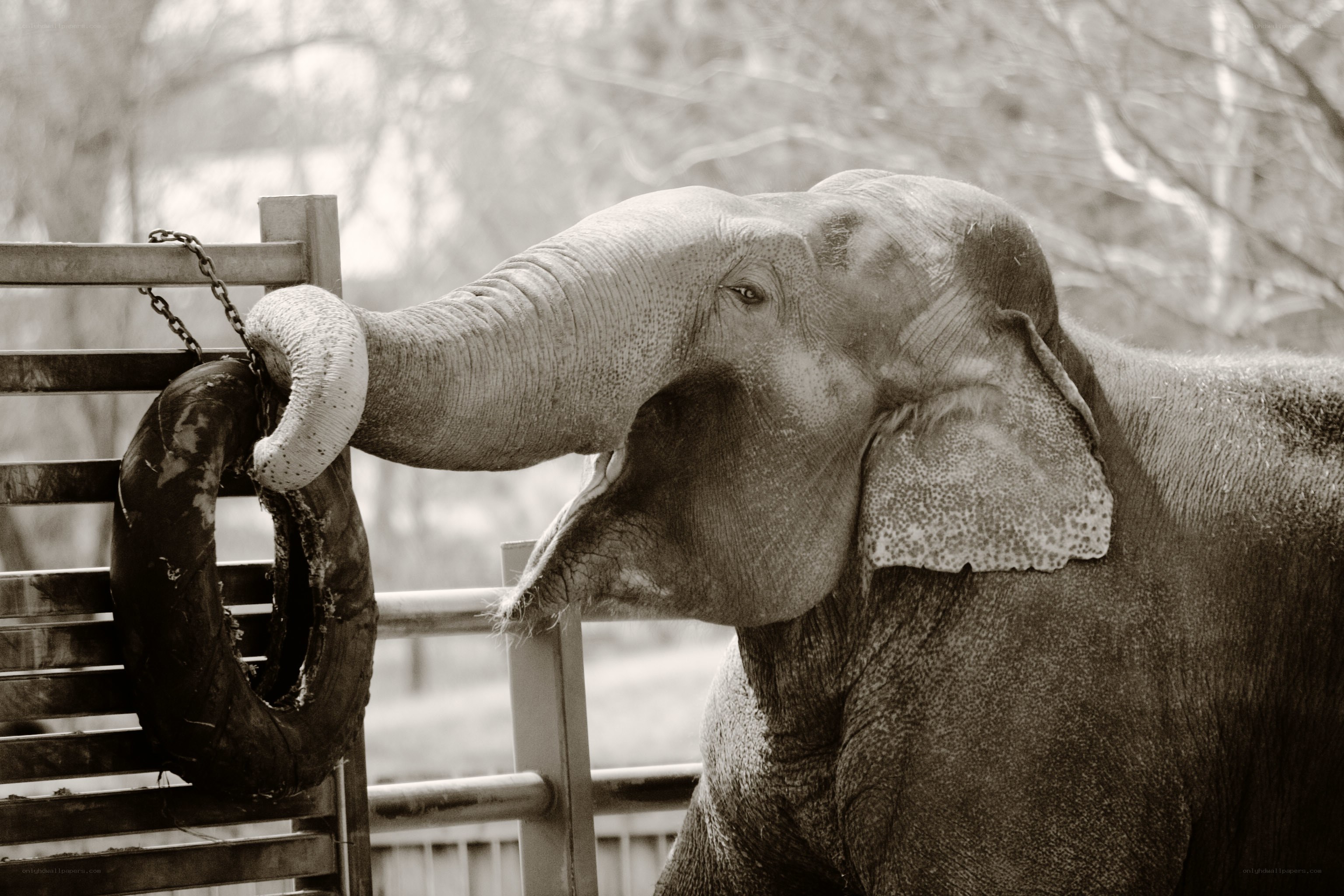 elephant with tire toy