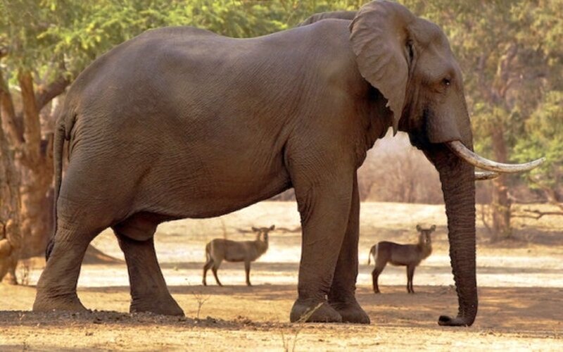 Elephant with Tusks — Brown, Natural
