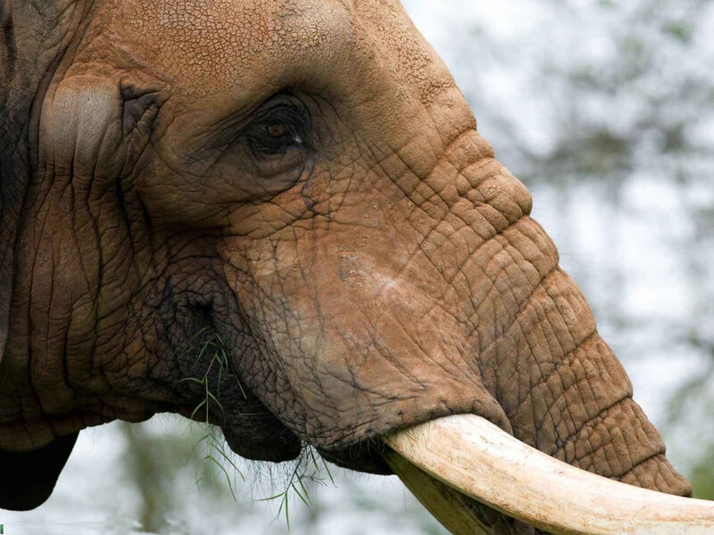 Elephant with Tusks — Brown