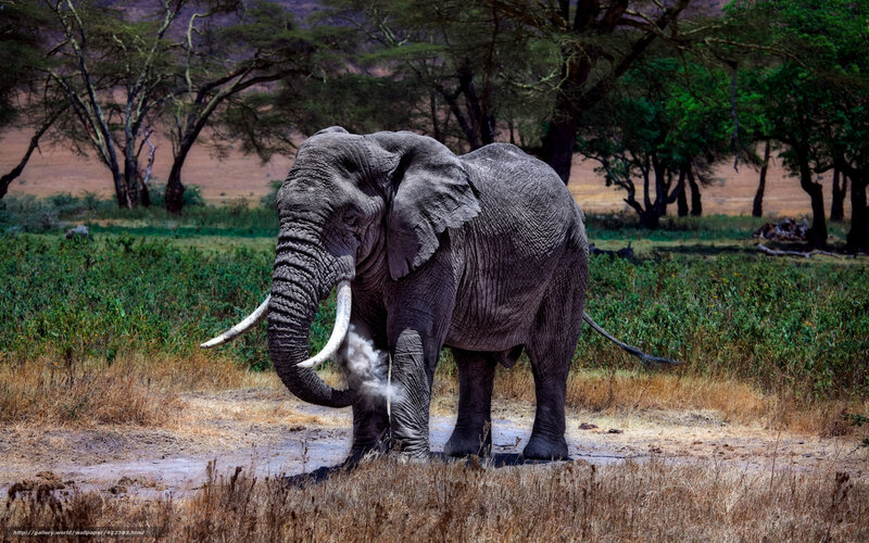 Elephant with Tusks — Gray, Natural