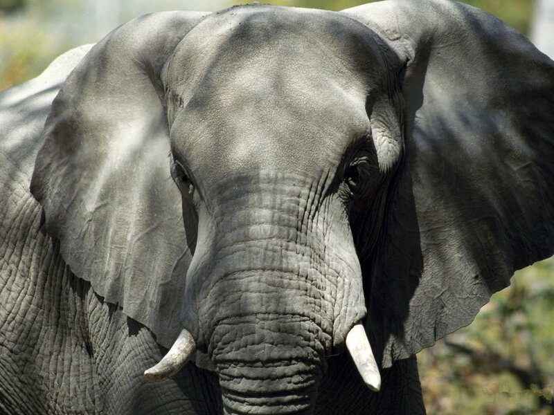 Elephant with Tusks — Gray