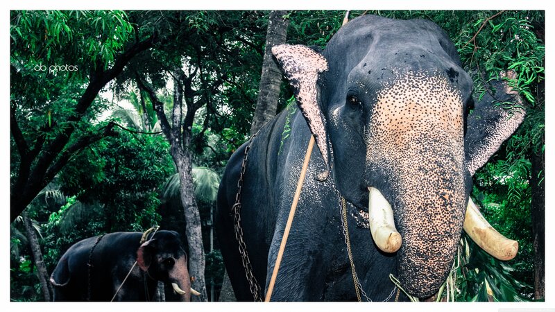 Elephant with Tusks — Green, Natural