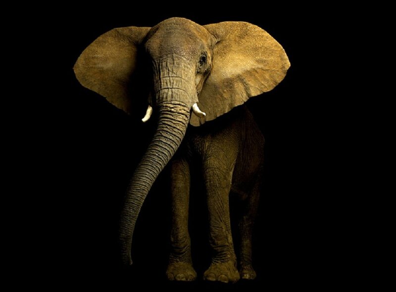 Elephant with Tusks