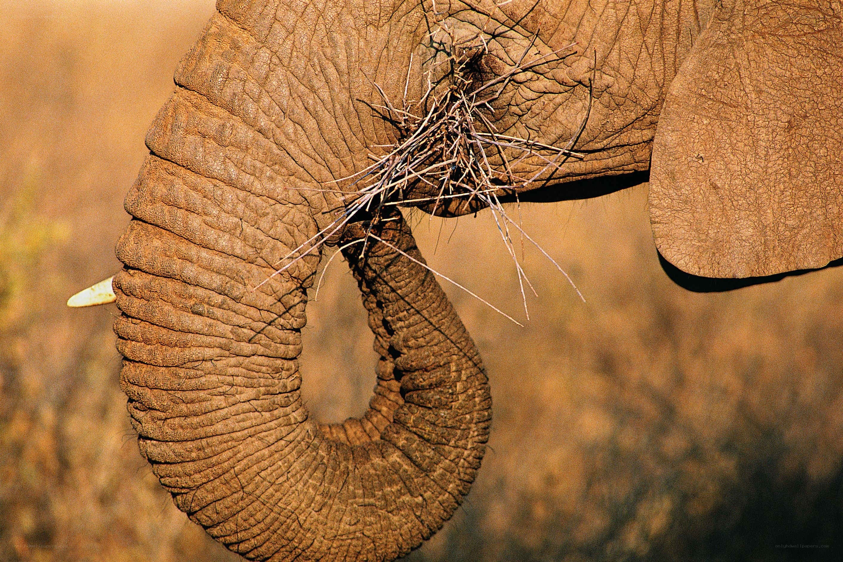 elephant with twigs in trunk
