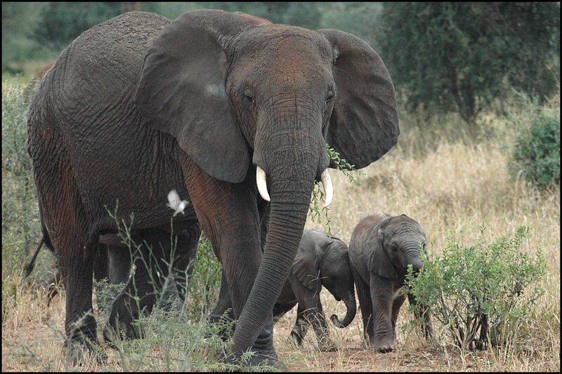 Elephant with Two Calves