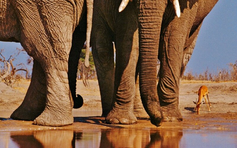 Elephants and Antelope
