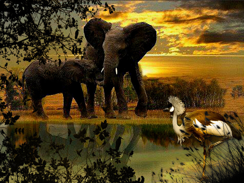 Elephants and Bird at Water