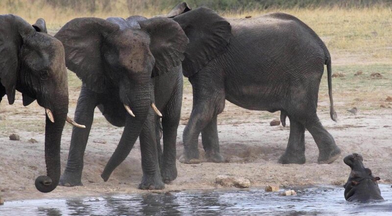 Elephants and Hippo