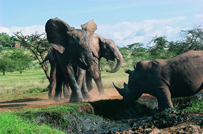 Elephants and rhino at watering hole