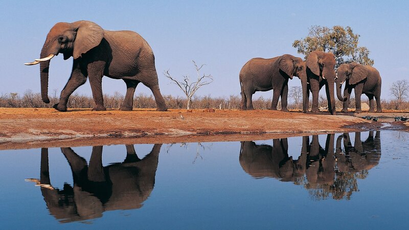 Elephants at a waterhole