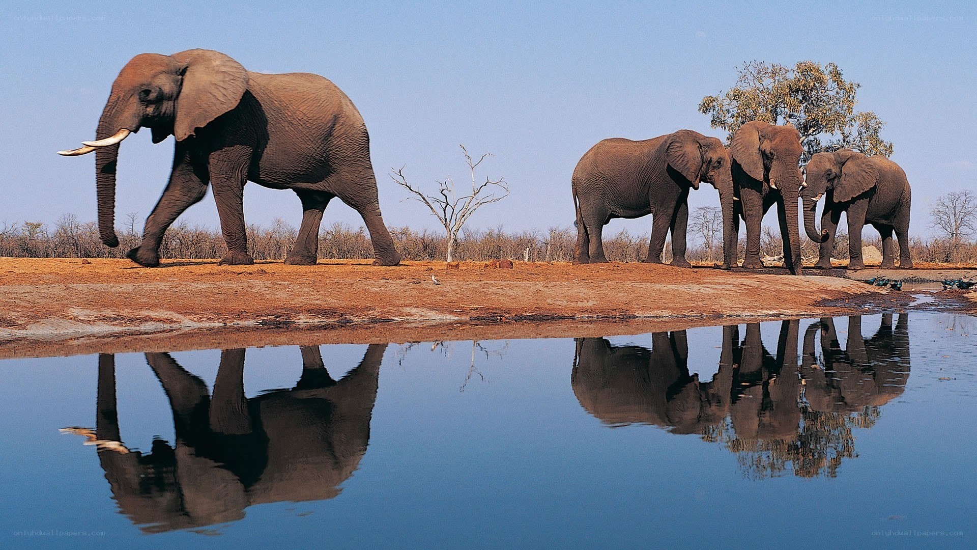 Elephants at a waterhole