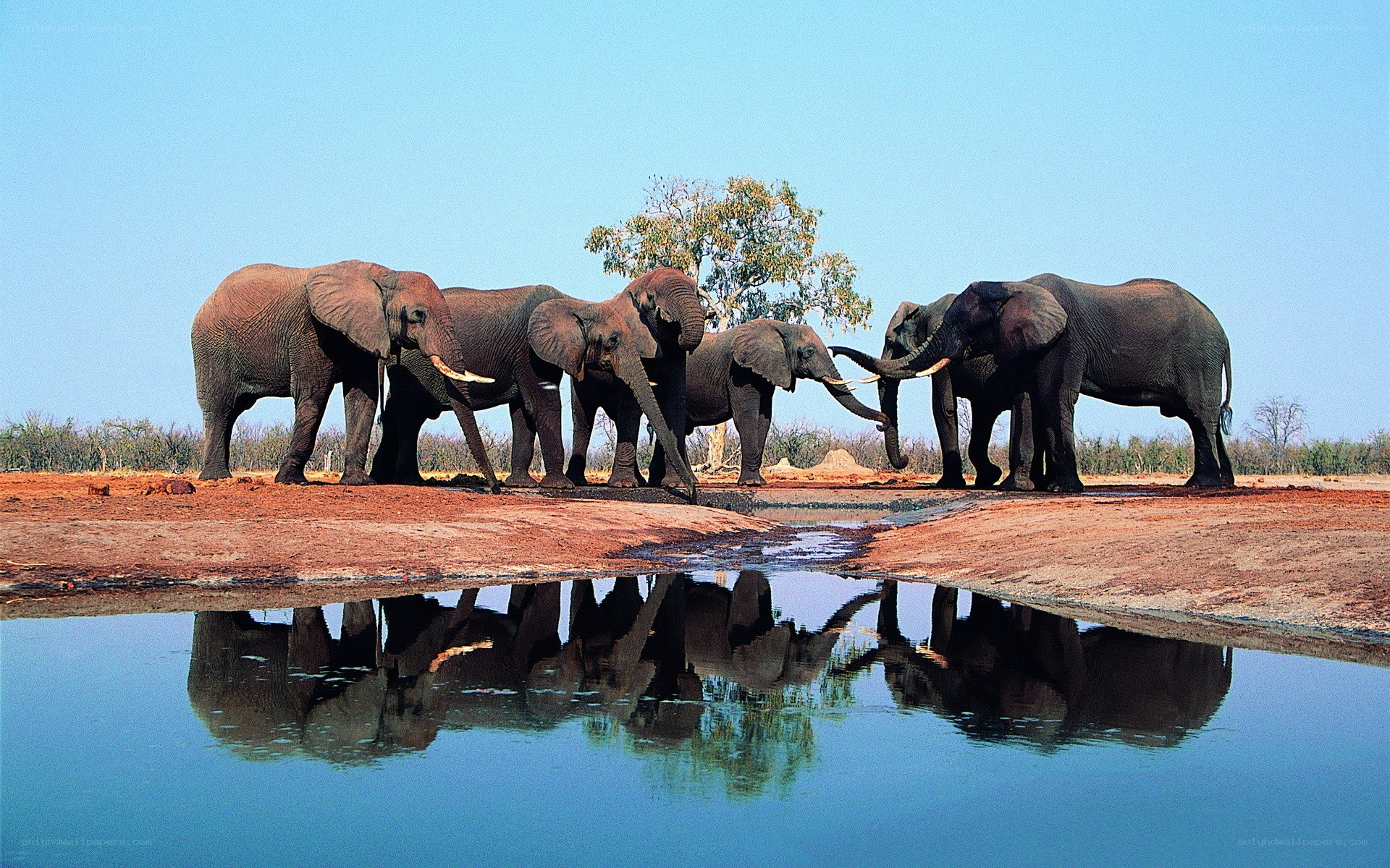 elephants at a waterhole