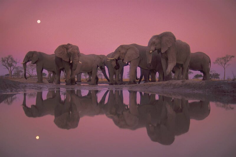 elephants at a waterhole