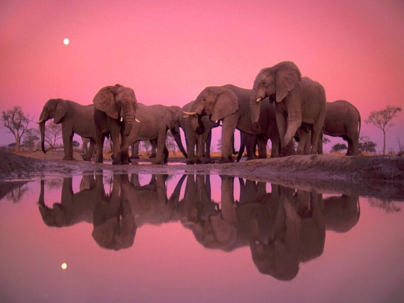 Elephants at a waterhole