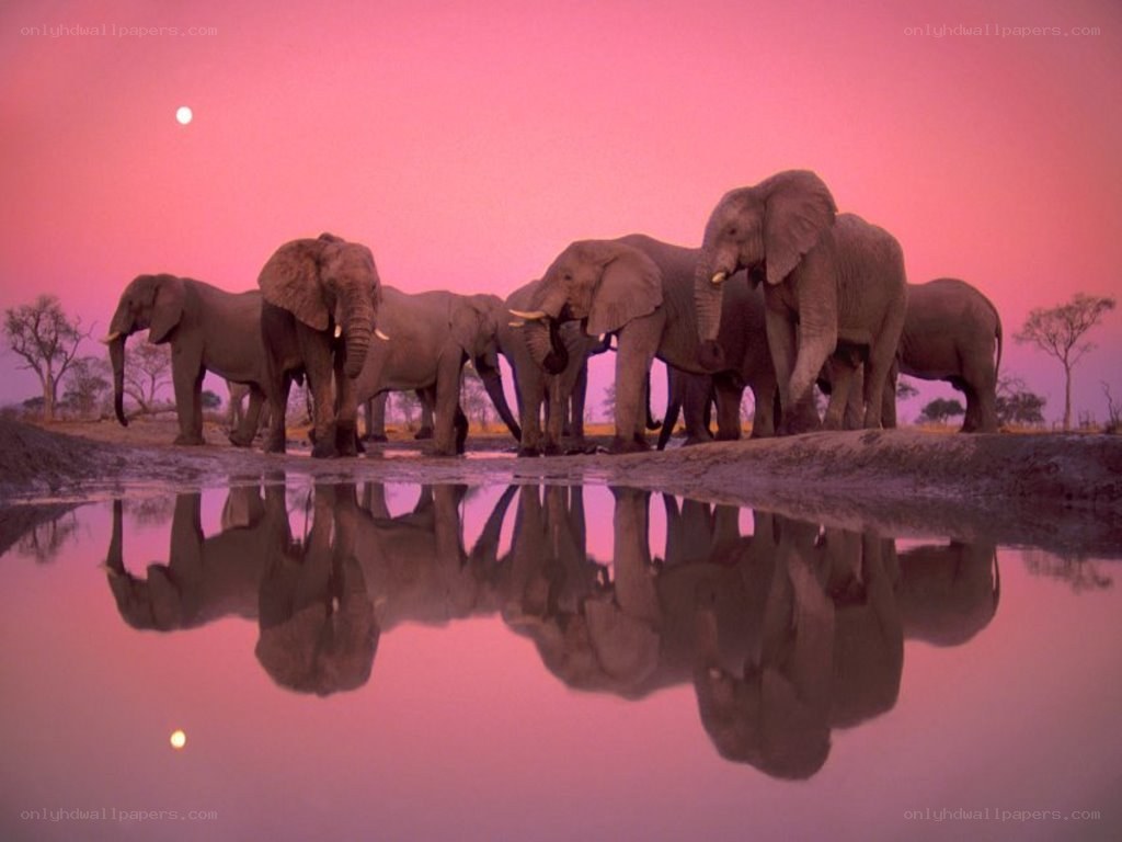 Elephants at a waterhole