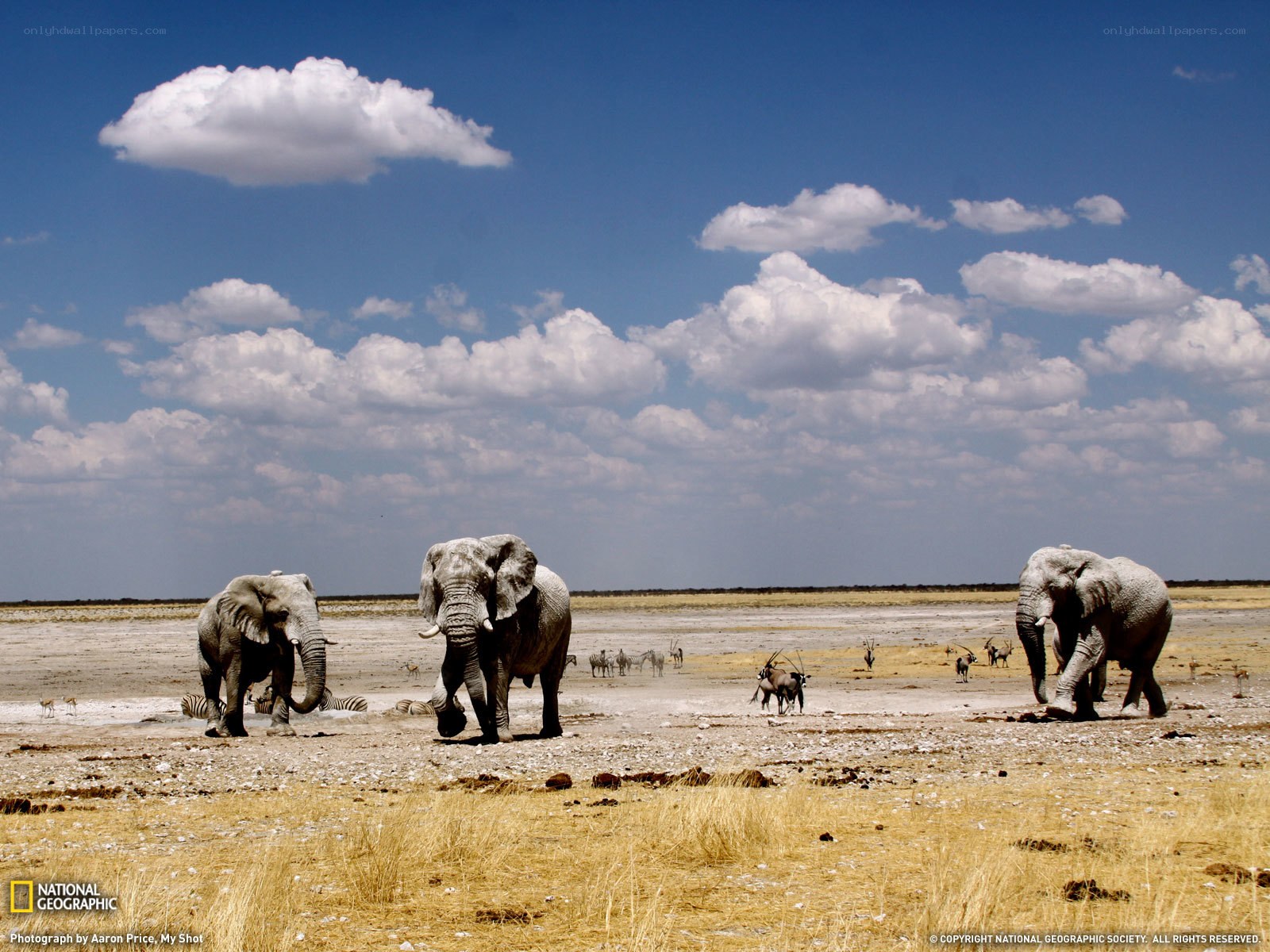 Elephants at a watering hole