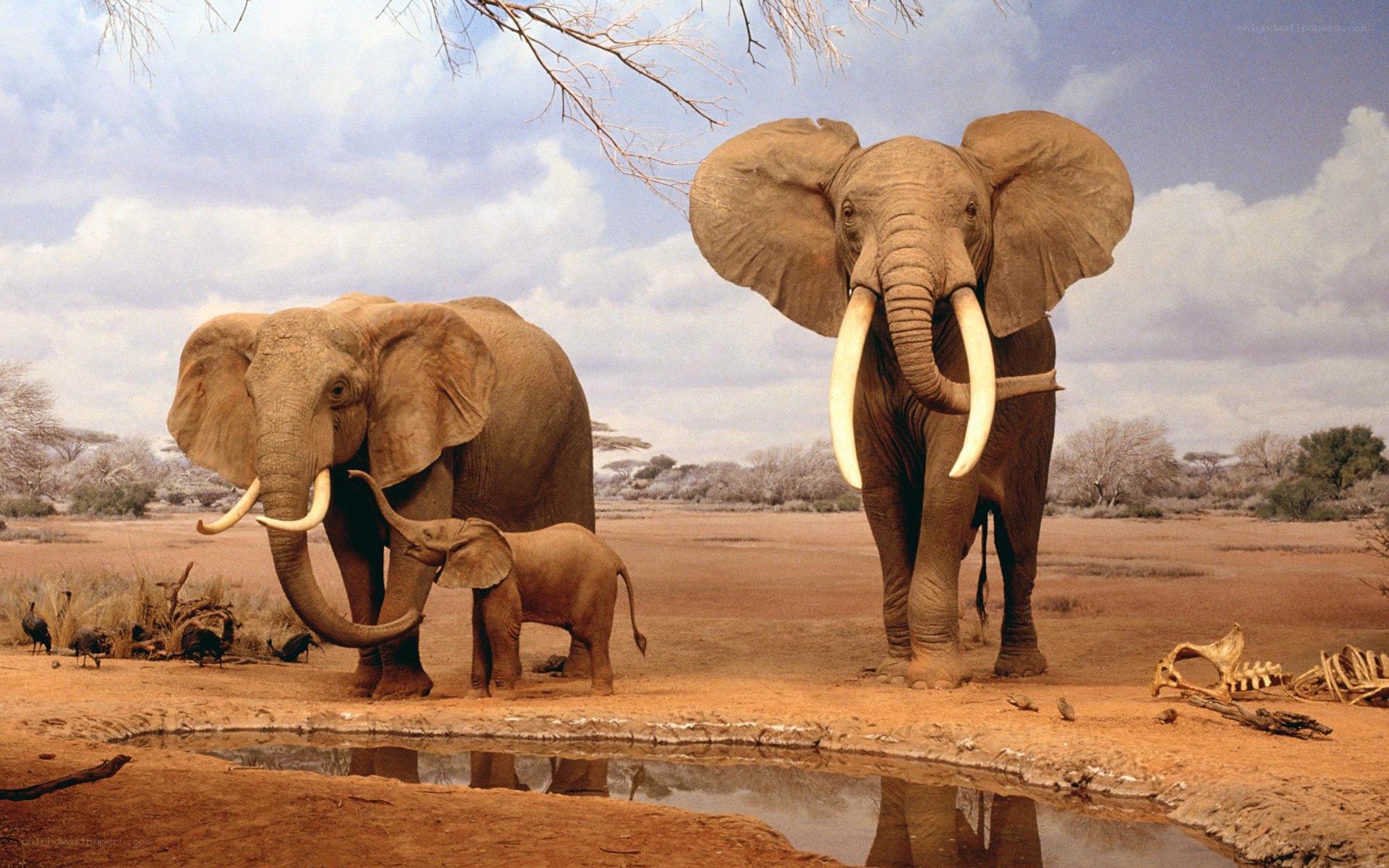 Elephants at a watering hole
