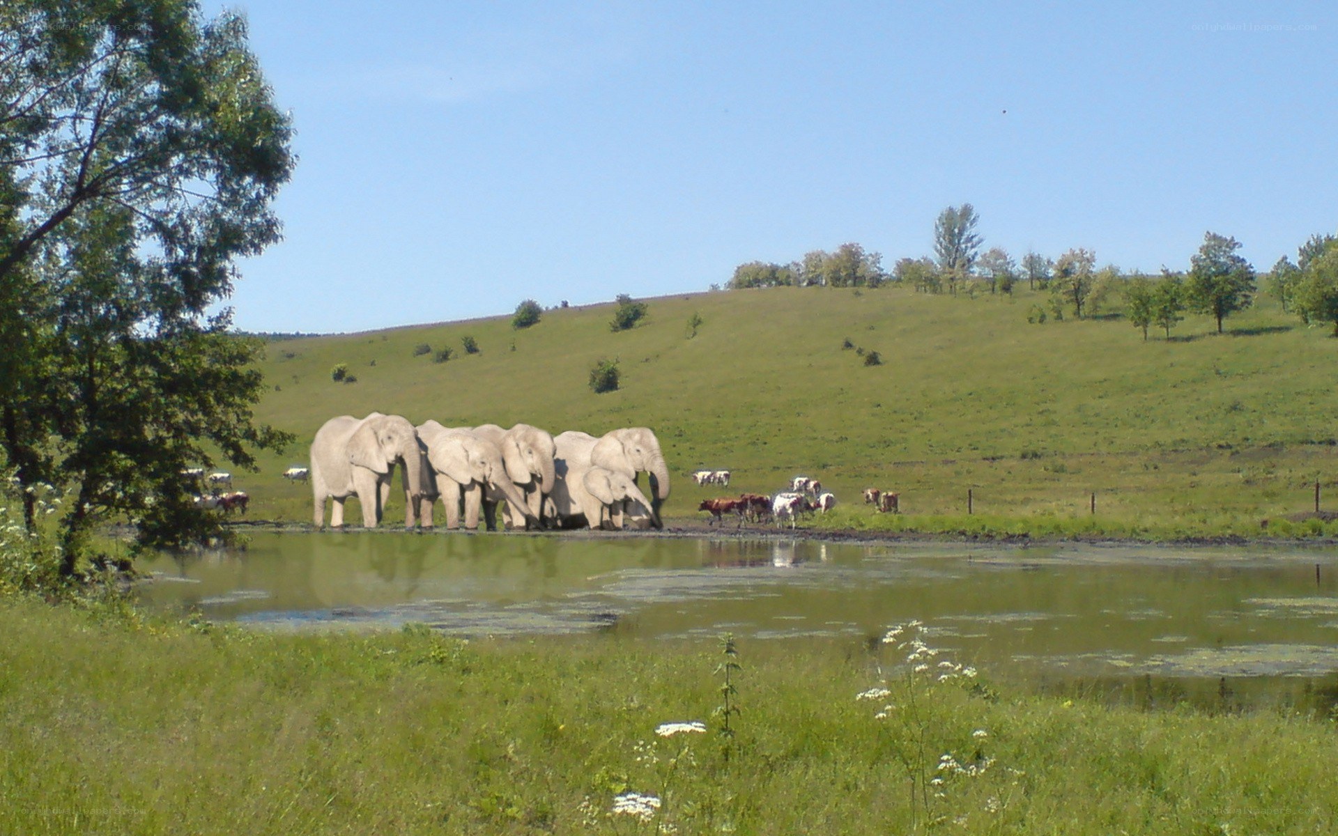 elephants at a watering hole