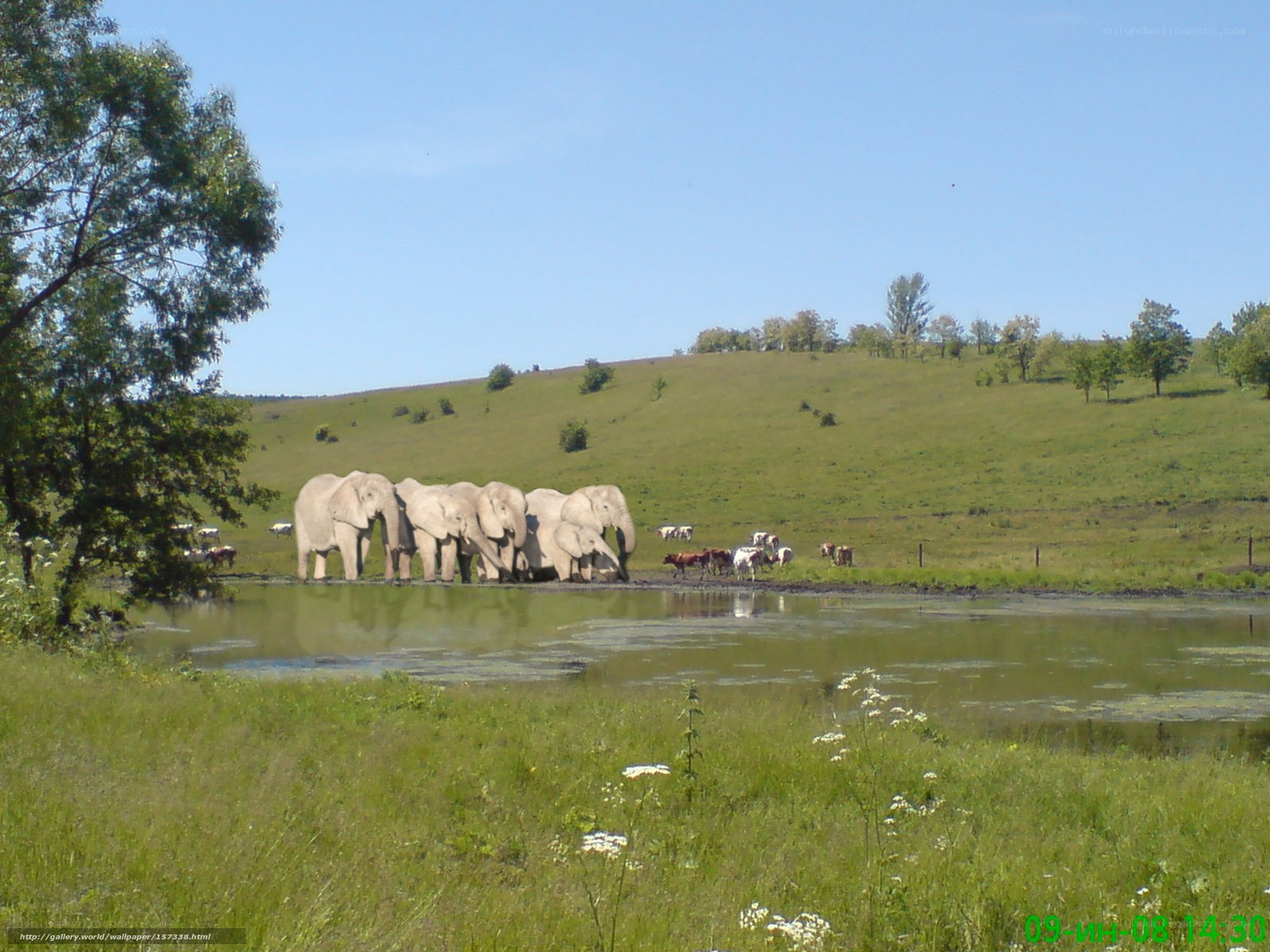Elephants at a watering hole