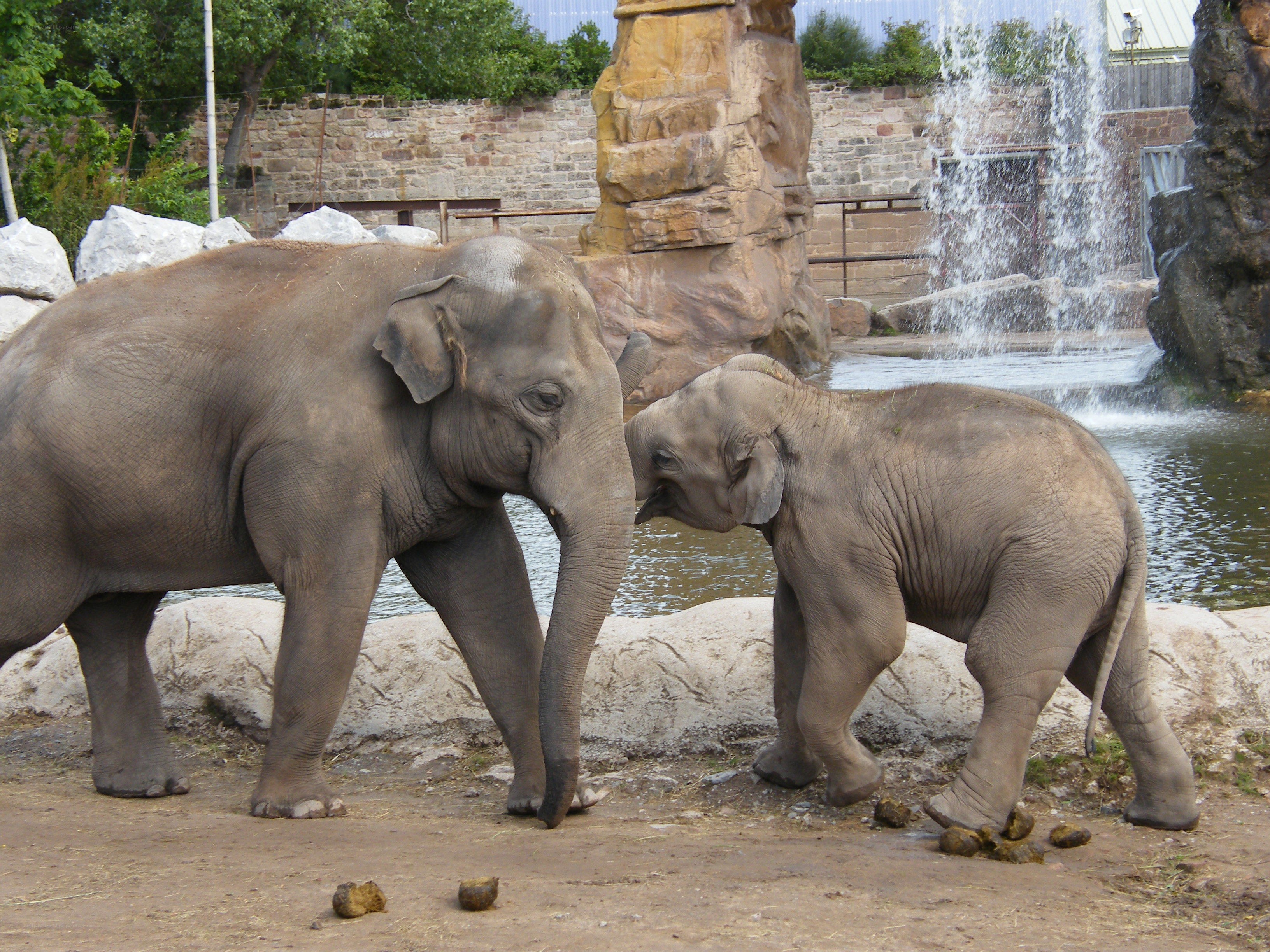 Elephants at a zoo enclosure