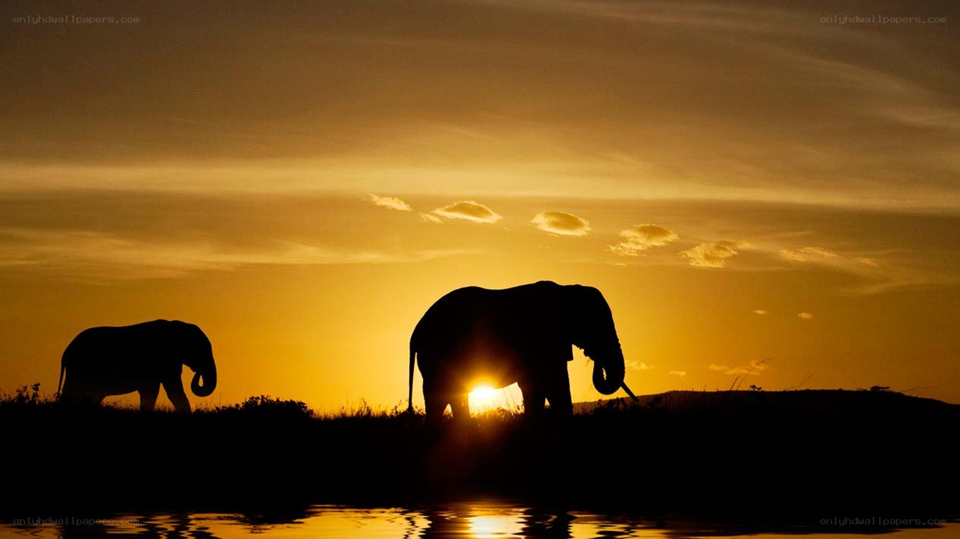 Elephants at sunset