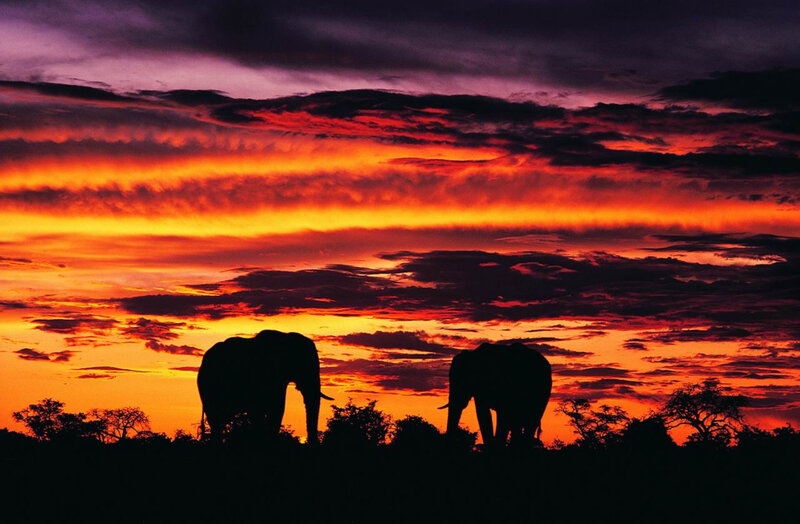 Elephants at sunset