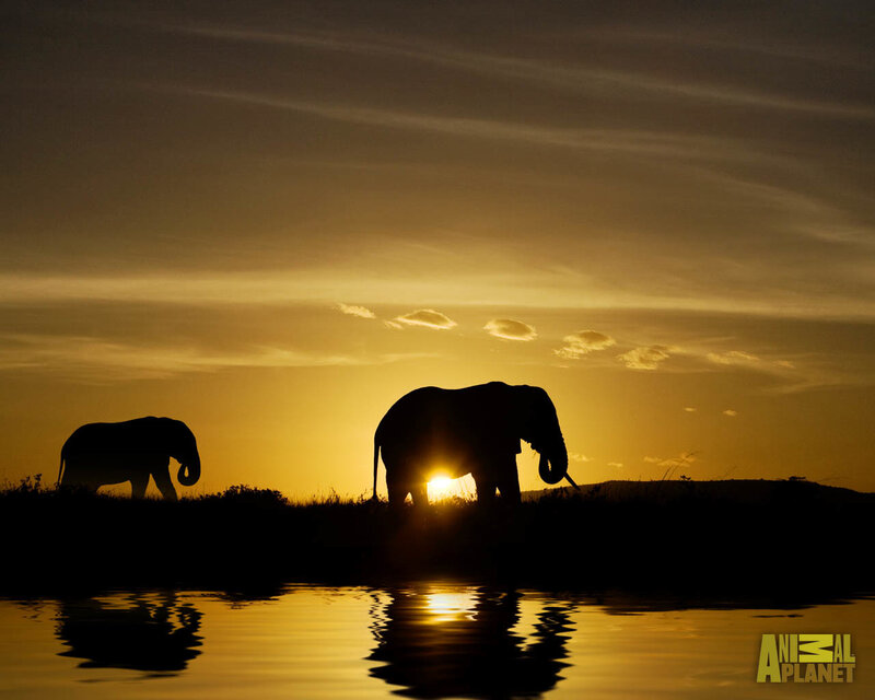 Elephants at sunset by water