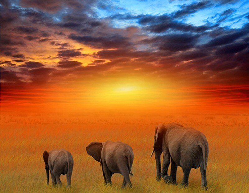 elephants at sunset in savanna