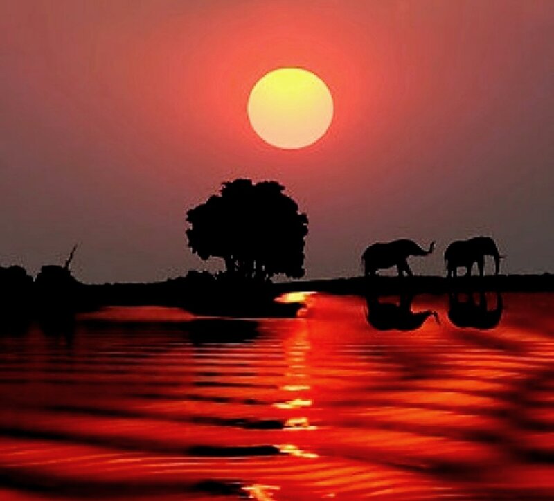 Elephants at Sunset — Red