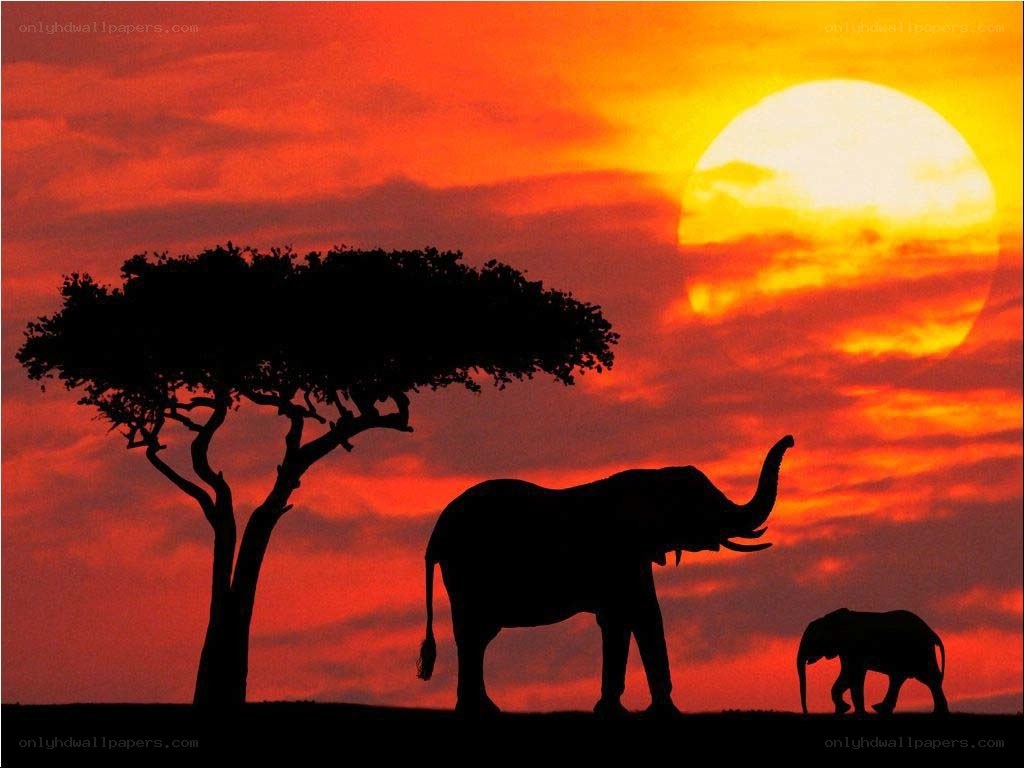 Elephants at sunset silhouette