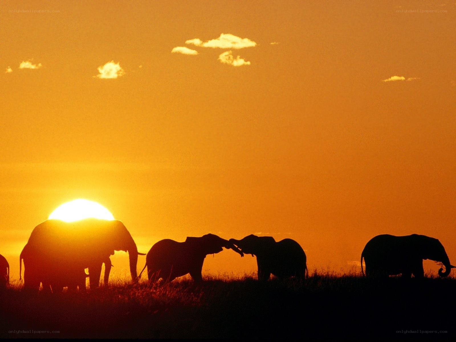elephants at sunset silhouette