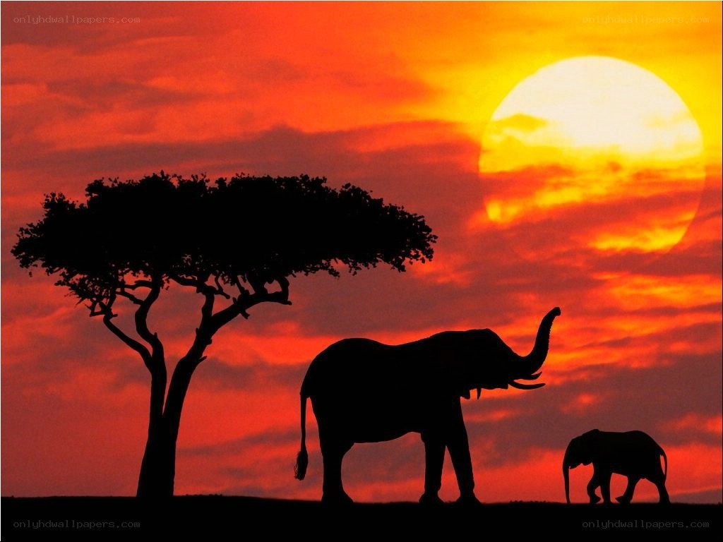 Elephants at sunset silhouette