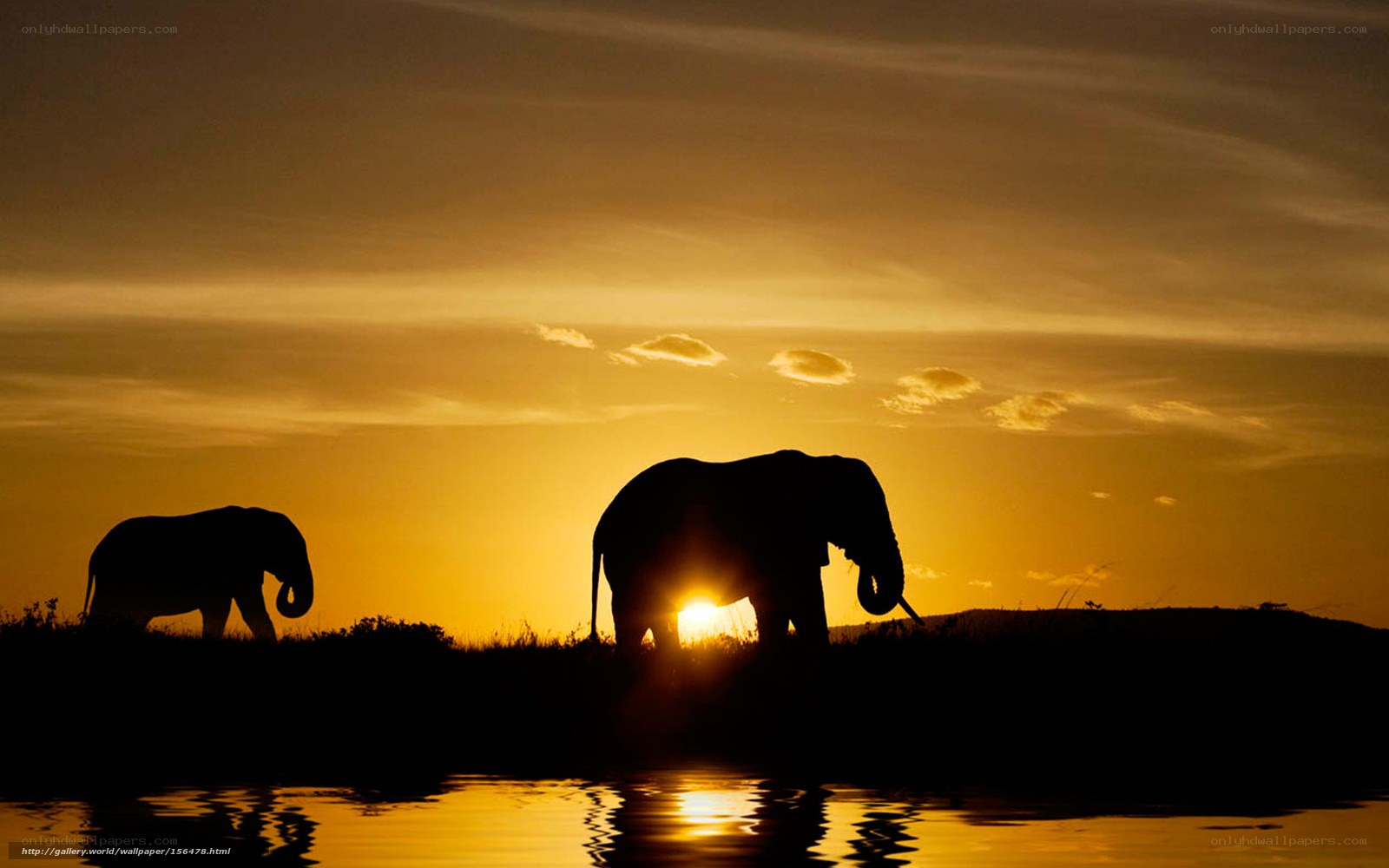 Elephants at sunset silhouette