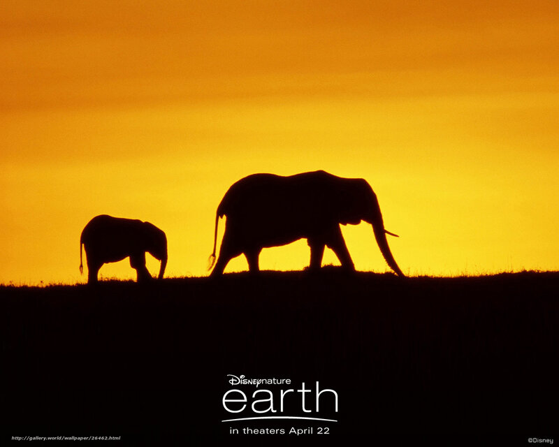 Elephants at sunset