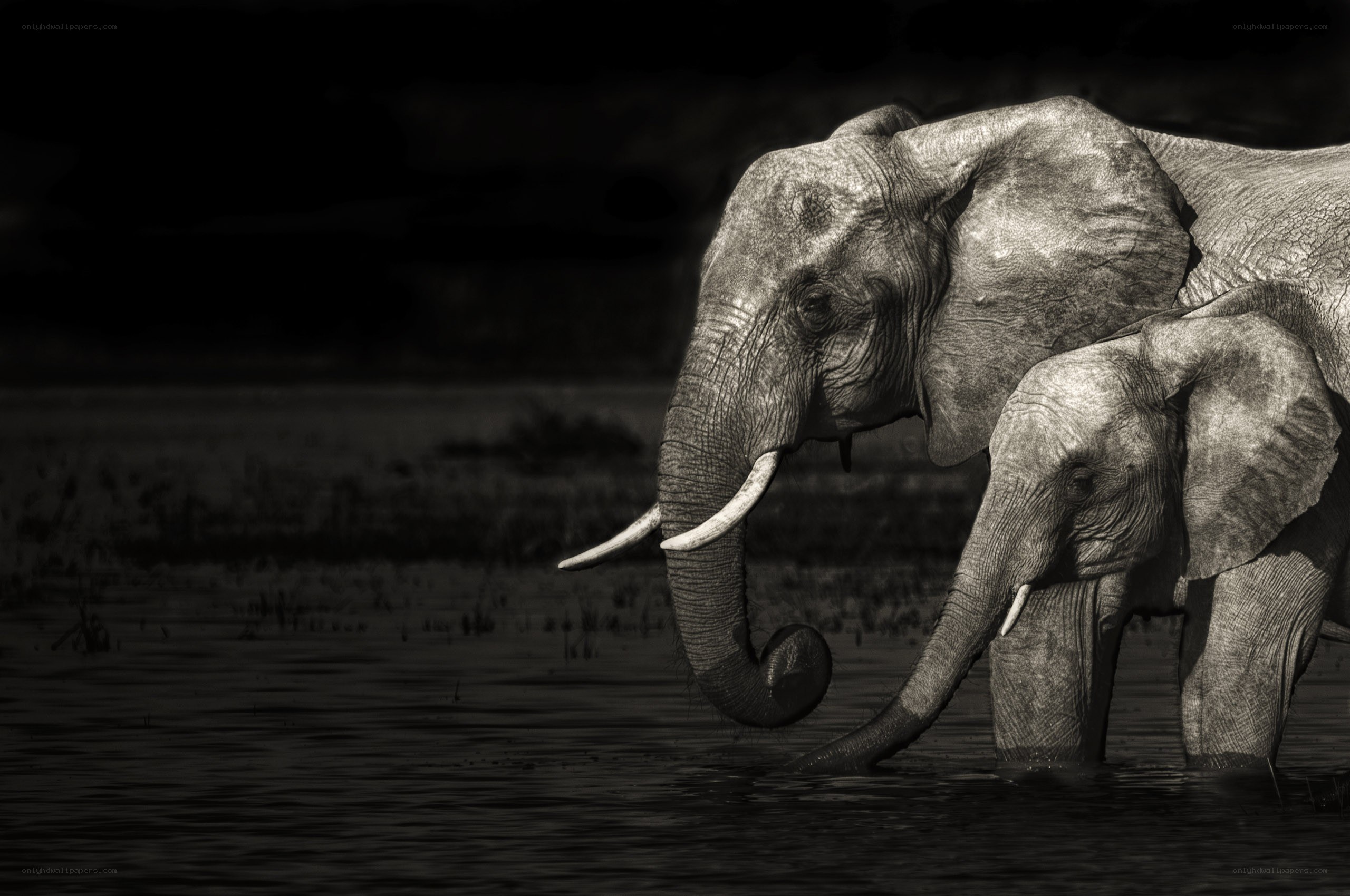 Elephants at the waterhole
