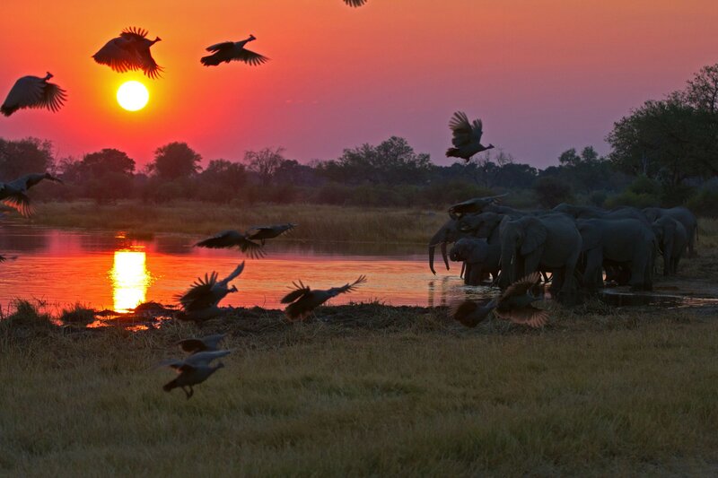 Elephants at Waterhole — Orange