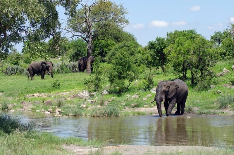 Elephants at Waterhole