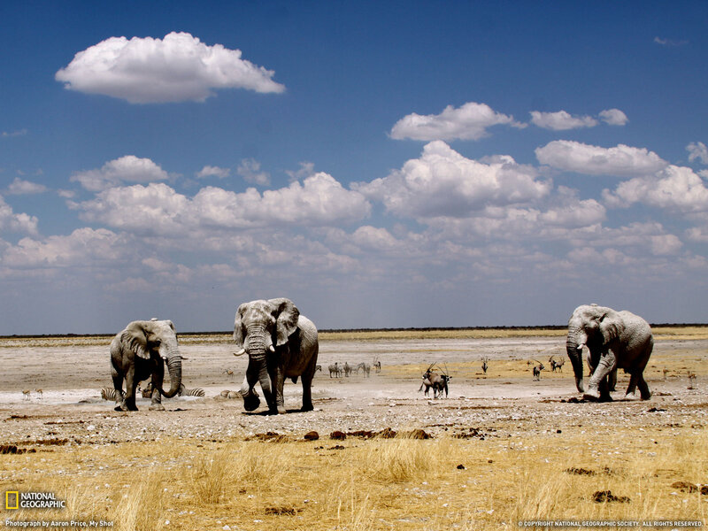 Elephants at Watering Hole — Blue