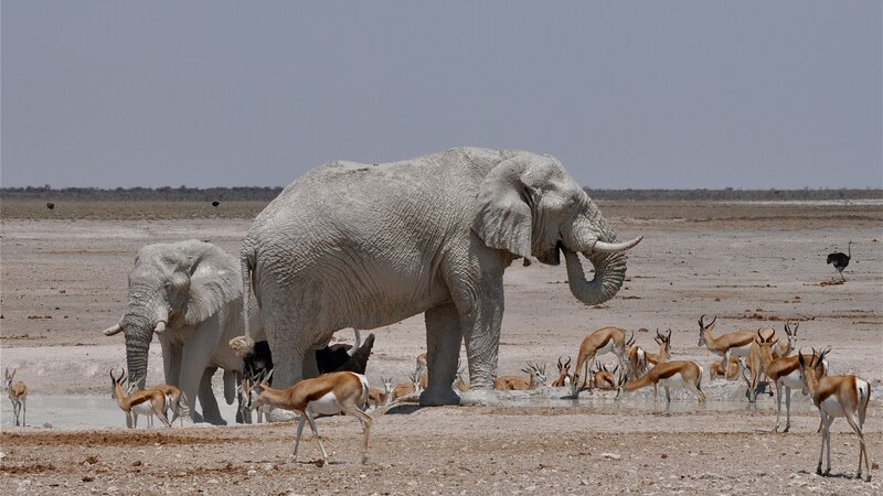 Elephants at Watering Hole — Brown, Arid