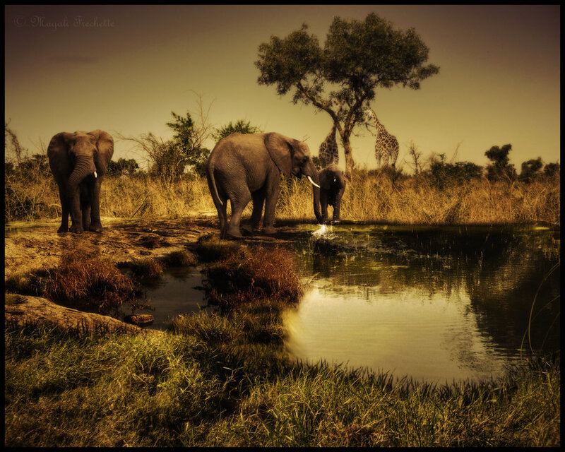 Elephants at Watering Hole — Brown