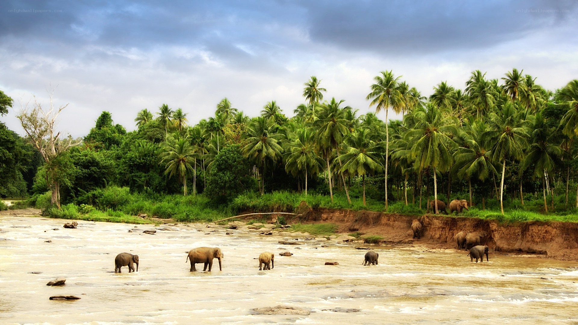 Elephants crossing a river