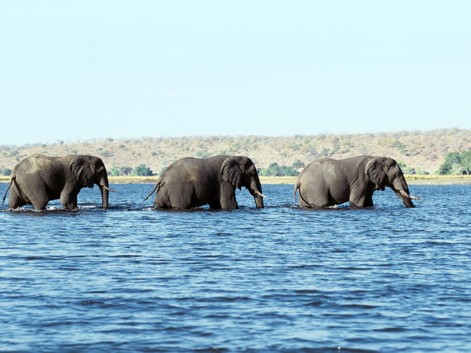 elephants crossing a river