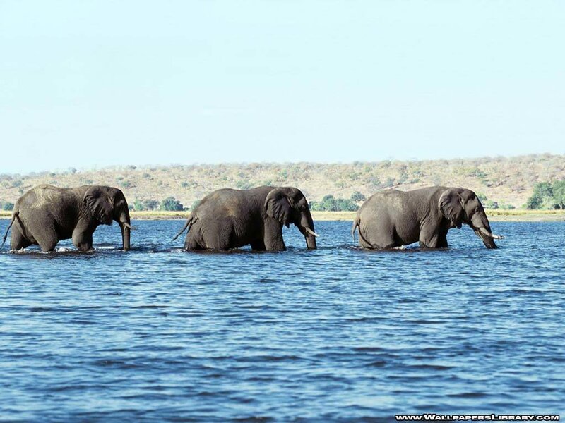 elephants crossing a river